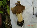 Helvella spadicea