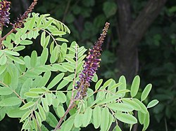 Huiskusulkapensas (Amorpha fruticosa)