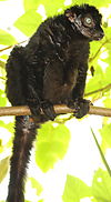 Eulemur flavifrons