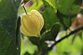 Physalis angulata