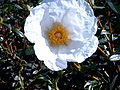 Lack-Zistrose (Cistus ladanifer)