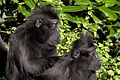 Two celebes macaques grooming each other at the Diergaarde Blijdorp in the Rotterdam, Netherlands