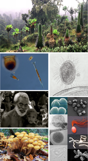 Colagem de imagens dos seis tipos de vida que existem (plantas, animais, archaea, bactérias, fungos e protistas).