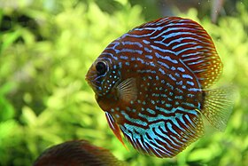 Symphysodon discus.