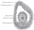 Sección dun folículo ovárico vesicular de gato, x 50