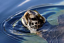 Chelonia mydas ante Maui.