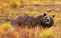 Grizzli dans le parc national et réserve du Denali, Alaska.