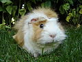 Huiscavia (Cavia porcellus)