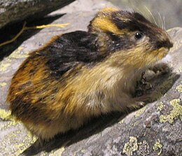 Norvégiai lemming (Lemmus lemmus)