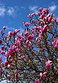 Magnolia liliiflora