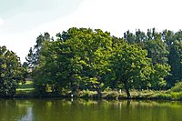 Eiche am Meerpfuhl bei Merzhausen