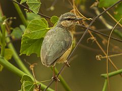 Crombec sittelle (Sylvietta brachyura).