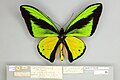 Photograph of a pinned butterfly with notes below