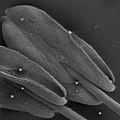 クササンタンカ（アカネ科）の雄蕊の走査型電子顕微鏡像