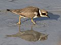 Regenpfeifer (hier: Sandregenpfeifer) laufen am Spülsaum entlang und picken ihre Beute vom Boden.