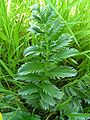 Silverweed leaf