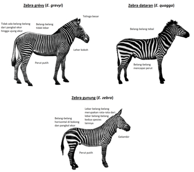 Ilustrasi yang menunjukkan tiga spesies zebra