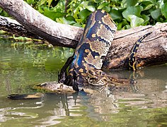 snake in weeds near water