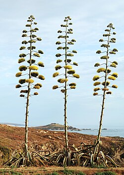 Jättiagaave (Agave americana) on heimon suurimman suvun edustaja.