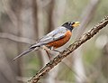 Image 53American robin making a dog whistle-like alarm call in Prospect Park