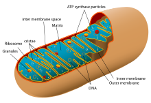 Animal mitochondrion diagram en.svg