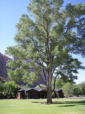 Populus fremontii