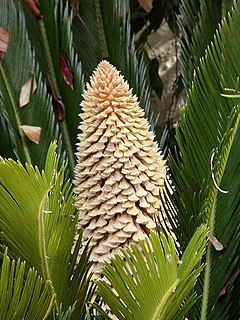 ♂ Cycas revoluta