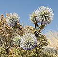 Echinops spinosissimus