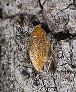 Blatte femelle (Ectobius pallidus) portant une oothèque