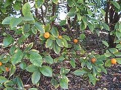 Citrus madurensis (« Calamondin »)