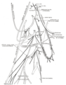 Plan of the cervical plexus.