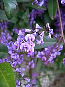   Hardenbergia violacea 2009