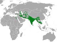 Distribución da especie.