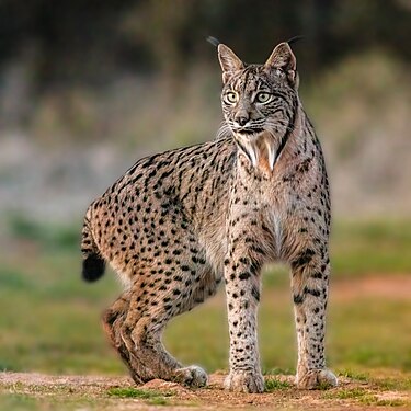 Iberian Lynx (Lynx pardinus), Almuradiel, Ciudad Real, Spain.