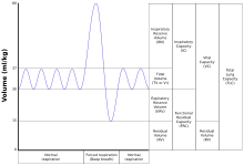 Lungvolumes.svg