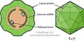 Cápside de la familia Megabirnaviridae que infecta hongos.