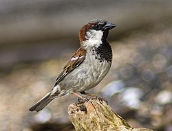 Moénieu domestique marle (Passer domesticus)