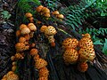 !Pholiota squarrosoides!