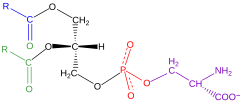 Strukturformlen for fosfatidylserin. R angiver carbonkæder.