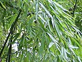 Phyllostachys aurea, марозастойкі бамбук