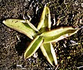 Pinguicula vulgaris dekat Mývatn, Islandia utara