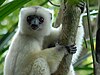 Propithecus candidus