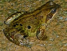 Rana temporaria