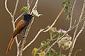 Com uma borboleta, Masai Mara