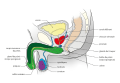 Anatomie vue de côté