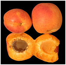 Apricots one open.jpg