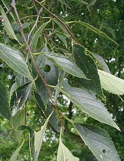 Celtis caucasica, llulluraq ruruyuq