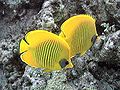 Bluecheek butterflyfish Chaetodon (Rabdophorus) semilarvatus