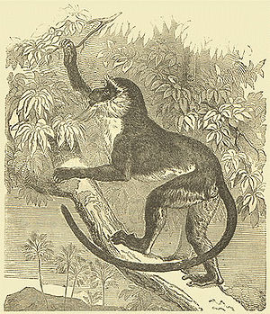 롤로웨이원숭이 다윈의 "인간의 유전" (1872)