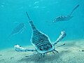 Деякі палеозойські морські скорпіони (Eurypterus) були більші за людину